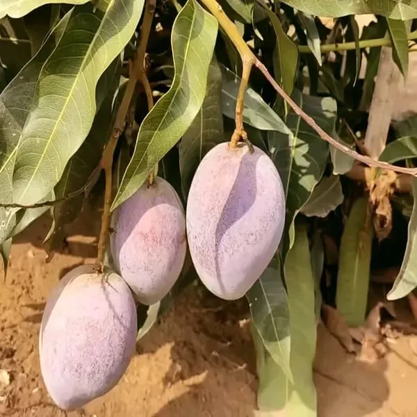 Thai_Pusa_Arunika🥭🥭🥭_Mango_Grafting_Fruit_Plant_(1.5-3_Feet_Height_Pack_Of_1)