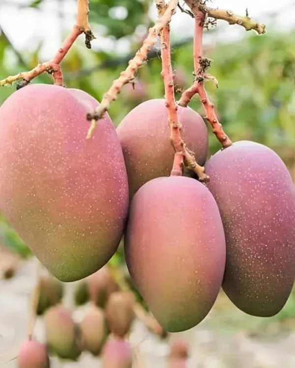 Thai_Pusa_Arunika🥭🥭🥭_Mango_Grafting_Fruit_Plant_(1.5-3_Feet_Height_Pack_Of_1)
