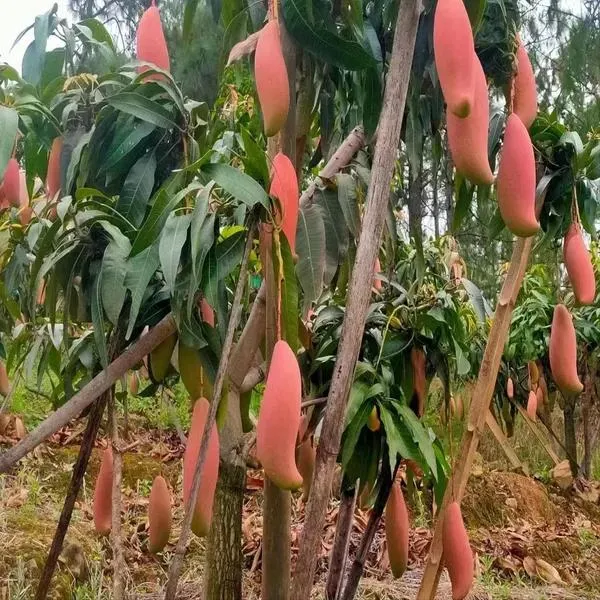 Thai_Red_Lvory_Mango🥭🥭🥭_Grafting_Fruit_Plant_(1.5-3_Feet_Height_Pack_Of_1)