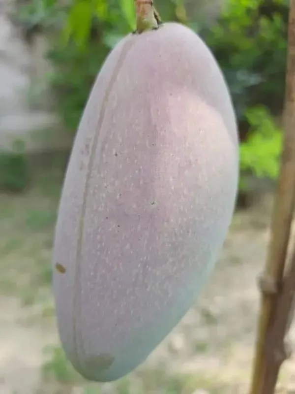 Thai_Red_Lvory_Mango🥭🥭🥭_Grafting_Fruit_Plant_(1.5-3_Feet_Height_Pack_Of_1)