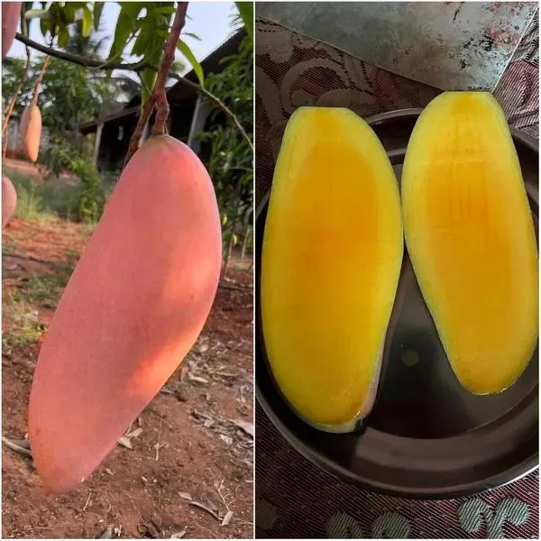 Thai_Red_Lvory_Mango🥭🥭🥭_Grafting_Fruit_Plant_(1.5-3_Feet_Height_Pack_Of_1)