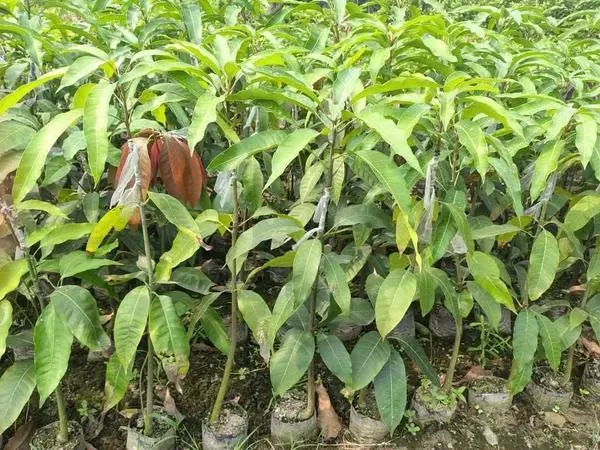 Thai_Red_Lvory_Mango🥭🥭🥭_Grafting_Fruit_Plant_(1.5-3_Feet_Height_Pack_Of_1)