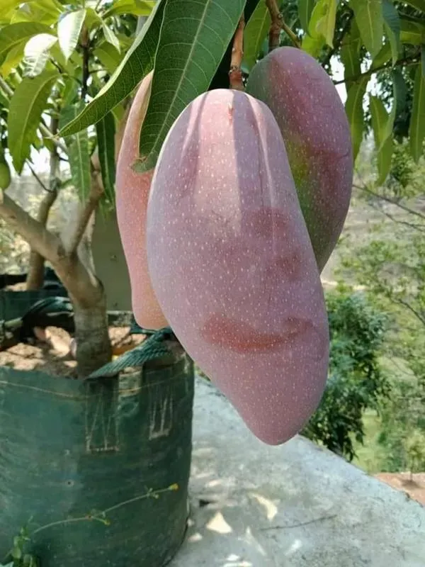 Thai_Red_Lvory_Mango🥭🥭🥭_Grafting_Fruit_Plant_(1.5-3_Feet_Height_Pack_Of_1)