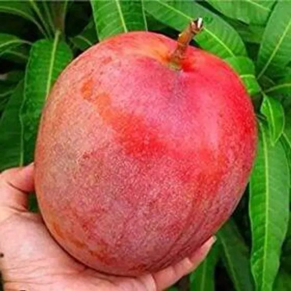 Thai_Apple_Mango🥭🥭🥭_Grafting_Fruit_Plant_(1.5-3_Feet_Height_Pack_Of_-1)