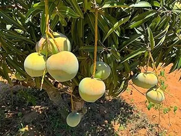 Thai_Apple_Mango🥭🥭🥭_Grafting_Fruit_Plant_(1.5-3_Feet_Height_Pack_Of_-1)