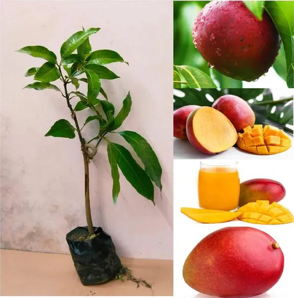 Thai_Apple_Mango🥭🥭🥭_Grafting_Fruit_Plant_(1.5-3_Feet_Height_Pack_Of_-1)