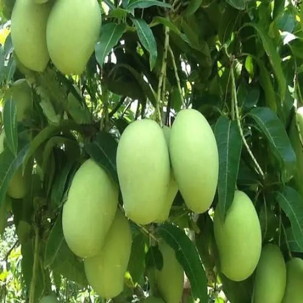 Thai_Bari_11_Mango🥭🥭🥭_Grafting_Fruit_Plant_(1.5-3_Feet_Height_Pack_Of_1)