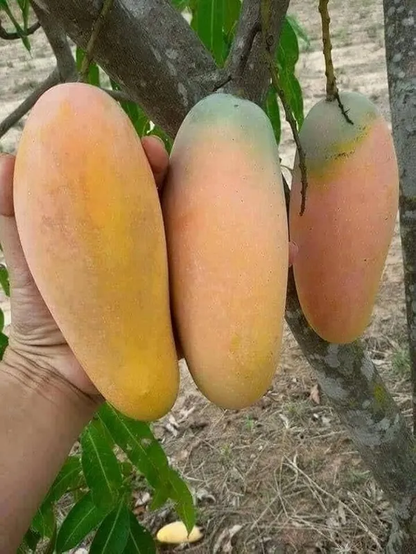 Thai_Bari_11_Mango🥭🥭🥭_Grafting_Fruit_Plant_(1.5-3_Feet_Height_Pack_Of_1)