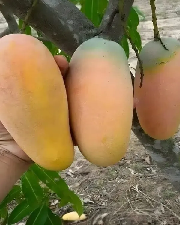 Thai_Bari_11_Mango🥭🥭🥭_Grafting_Fruit_Plant_(1.5-3_Feet_Height_Pack_Of_1)