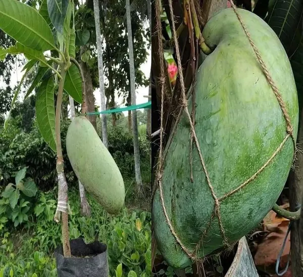 Thai_Brunei_King_Mango🥭🥭🥭_Grafting_Fruit_Plant_(1.5-3_Feet_Height_Pack_Of_-1)