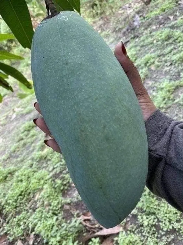 Thai_Brunei_King_Mango🥭🥭🥭_Grafting_Fruit_Plant_(1.5-3_Feet_Height_Pack_Of_-1)