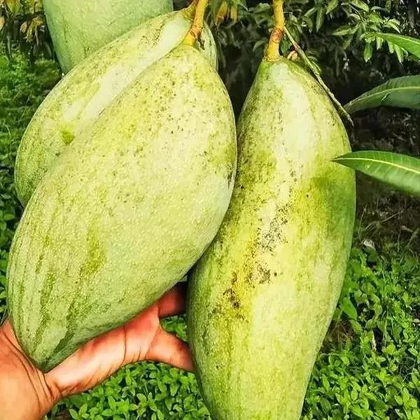 Thai_Brunei_King_Mango🥭🥭🥭_Grafting_Fruit_Plant_(1.5-3_Feet_Height_Pack_Of_-1)