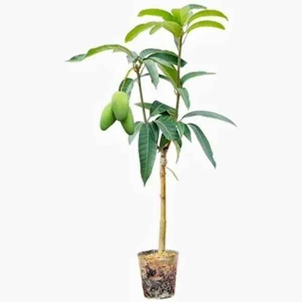Thai_Honey_Dew__Mango🥭🥭🥭_Grafting_Fruit_Plant_(1.5-3_Feet_Height_Pack_Of_-1)