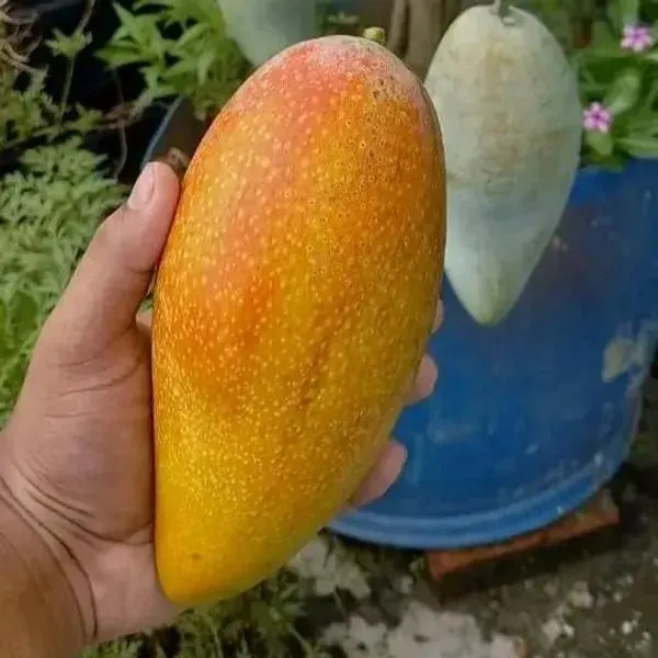 Thai_Honey_Dew__Mango🥭🥭🥭_Grafting_Fruit_Plant_(1.5-3_Feet_Height_Pack_Of_-1)