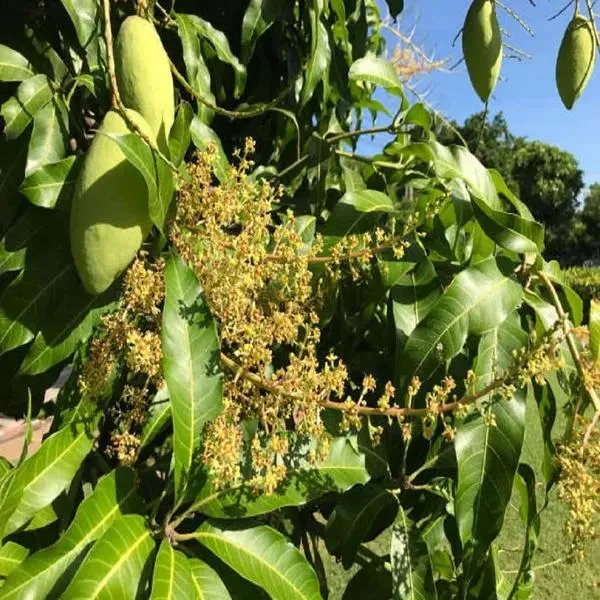 Thai_Honey_Dew__Mango🥭🥭🥭_Grafting_Fruit_Plant_(1.5-3_Feet_Height_Pack_Of_-1)