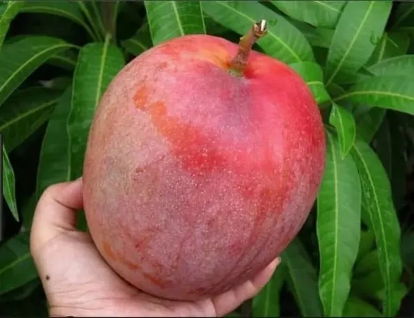 Thai_R2E2__Mango🥭🥭🥭_Grafting_Fruit_Plant_(1.5-3_Feet_Height_Pack_Of_-1)