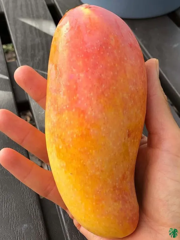 Thai_Red_Banana_Mango🥭🥭🥭_Grafting_Fruit_Plant_(1.5-3_Feet_Height_Pack_Of_1)