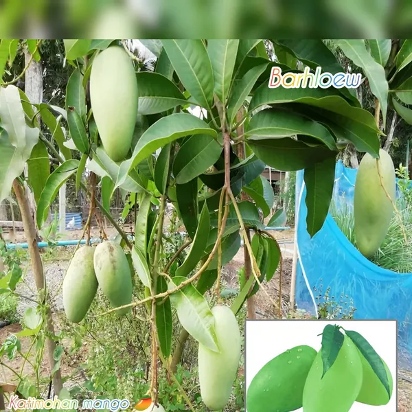 Thai_Sweet_Katimohan_Chausa_Mango_🥭🥭🥭_Grafting_Fruit_Live_Plant_(1.5-3_Feet_Height_Pack_Of_1)