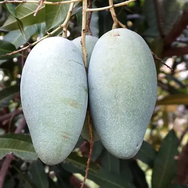 Thai_Sweet_Katimohan_Chausa_Mango_🥭🥭🥭_Grafting_Fruit_Live_Plant_(1.5-3_Feet_Height_Pack_Of_1)
