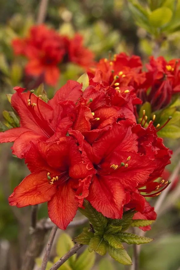 Hybrid_Azalea_Red_Flower_Plant_(Pack_Of-1_)