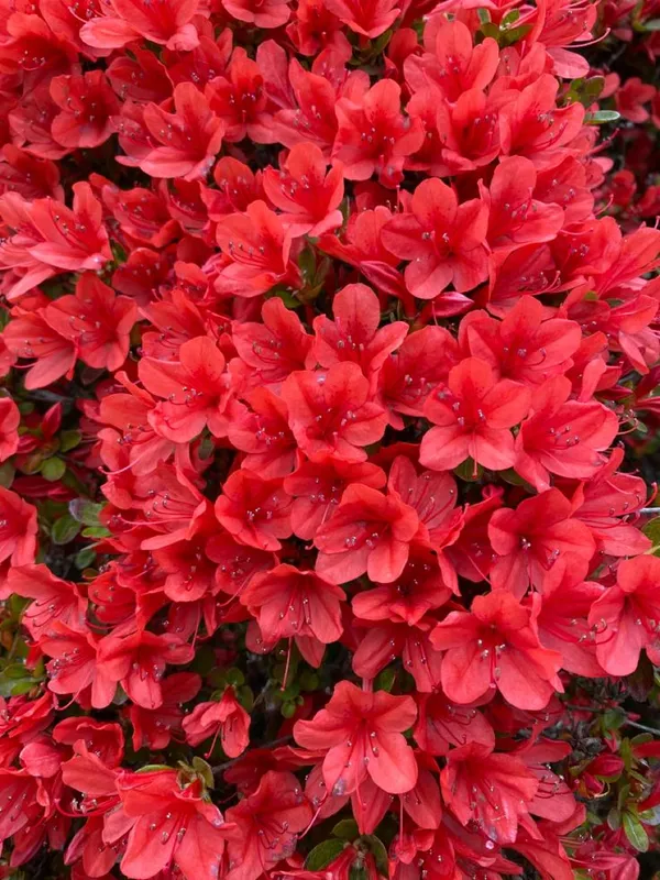 Hybrid_Azalea_Red_Flower_Plant_(Pack_Of-1_)