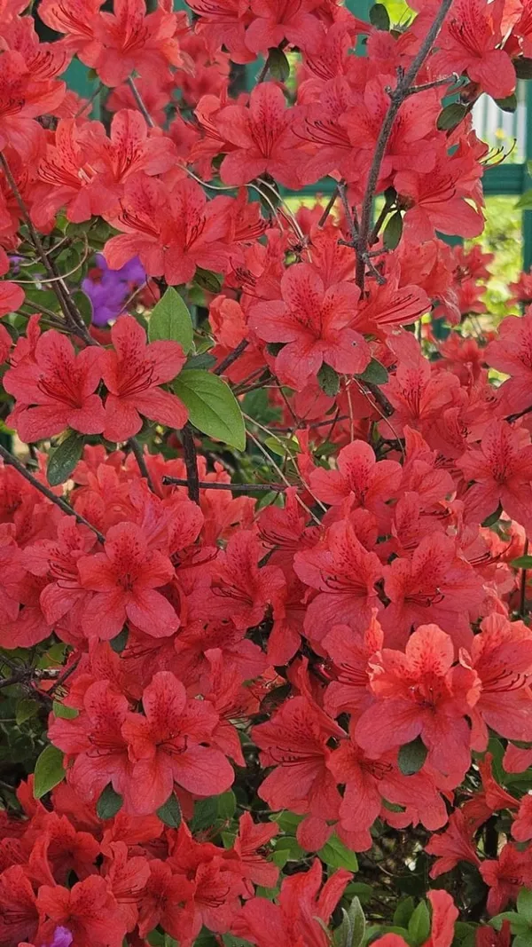 Hybrid_Azalea_Red_Flower_Plant_(Pack_Of-1_)