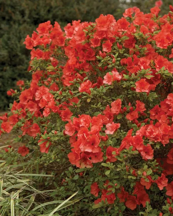 Hybrid_Azalea_Red_Flower_Plant_(Pack_Of-1_)