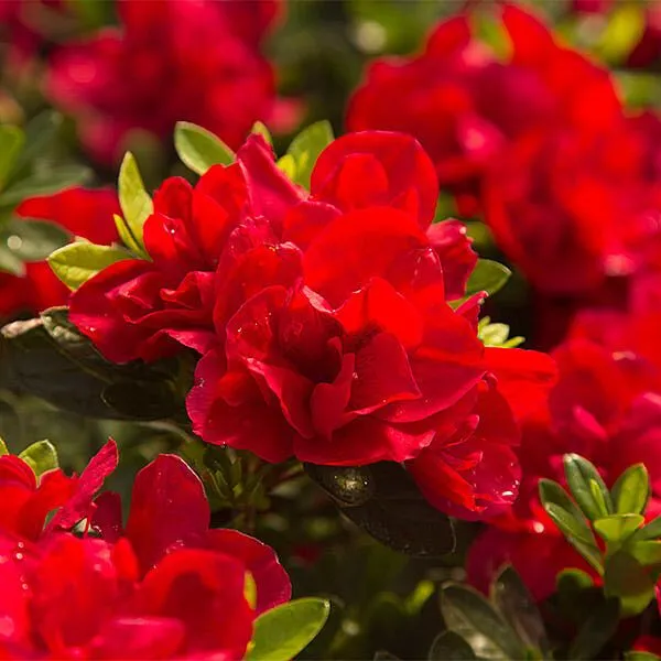 Hybrid_Azalea_Red_Flower_Plant_(Pack_Of-1_)