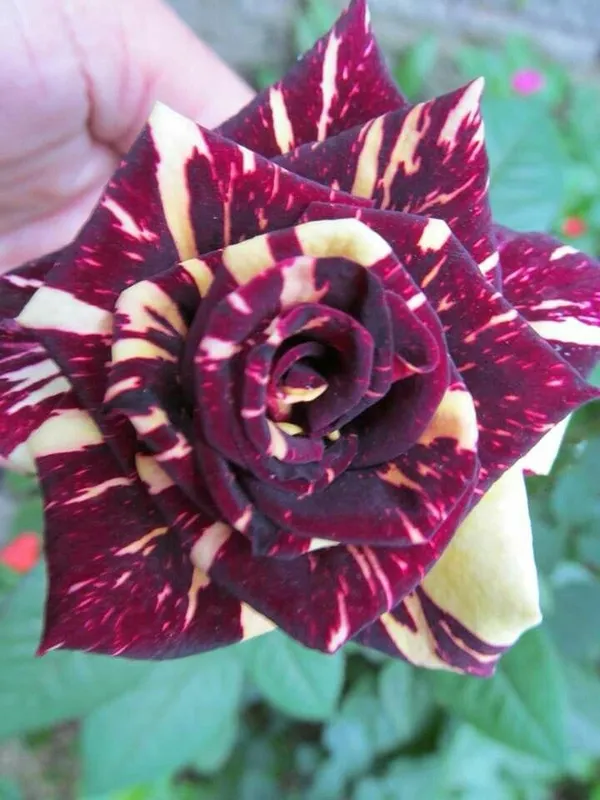 Hybrid_Abraka_Dabra🌹🌹🌹_Rose_Flower_Plant_(Pack_Of_1)