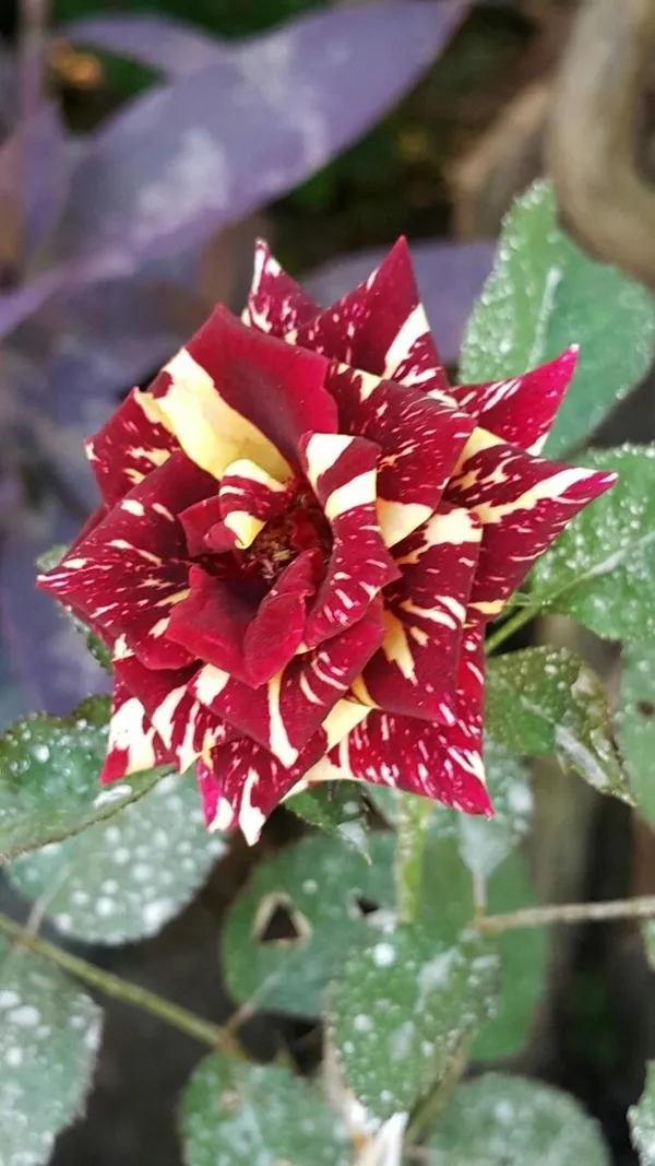 Hybrid_Abraka_Dabra🌹🌹🌹_Rose_Flower_Plant_(Pack_Of_1)