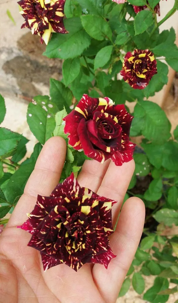 Hybrid_Abraka_Dabra🌹🌹🌹_Rose_Flower_Plant_(Pack_Of_1)