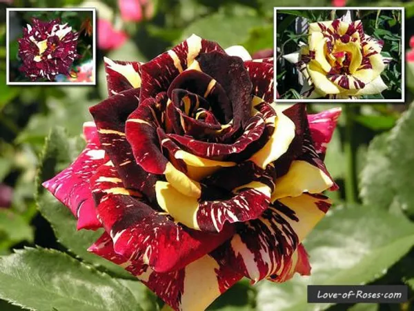 Hybrid_Abraka_Dabra🌹🌹🌹_Rose_Flower_Plant_(Pack_Of_1)