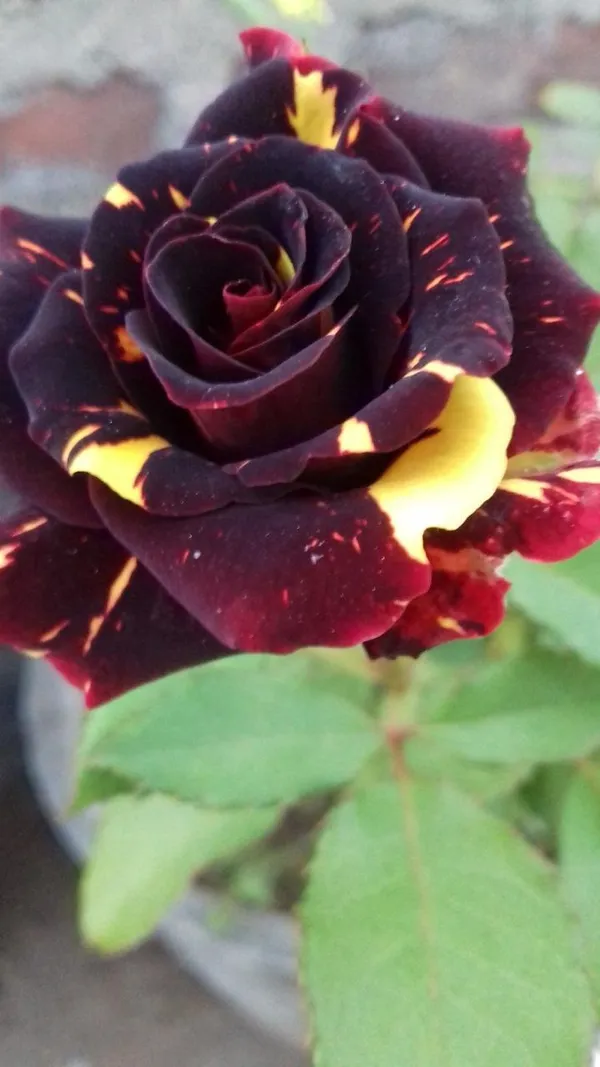 Hybrid_Abraka_Dabra🌹🌹🌹_Rose_Flower_Plant_(Pack_Of_1)