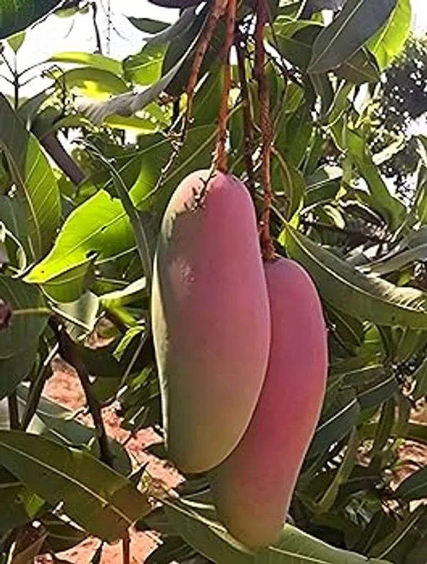 Hybrid_Red_Banana_Mango_Fruit_Plant_(Pack_Of-1)