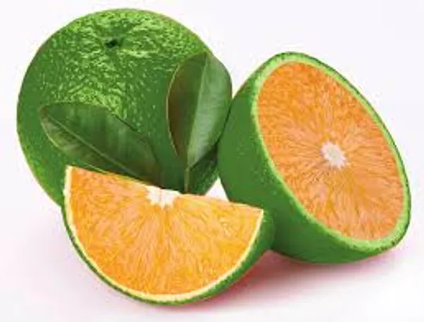 Hybrid_Bari_1_Malta_Orange_🍊🍊🍊_Grafting_Fruit_Plant_(Pack_Of-1_)