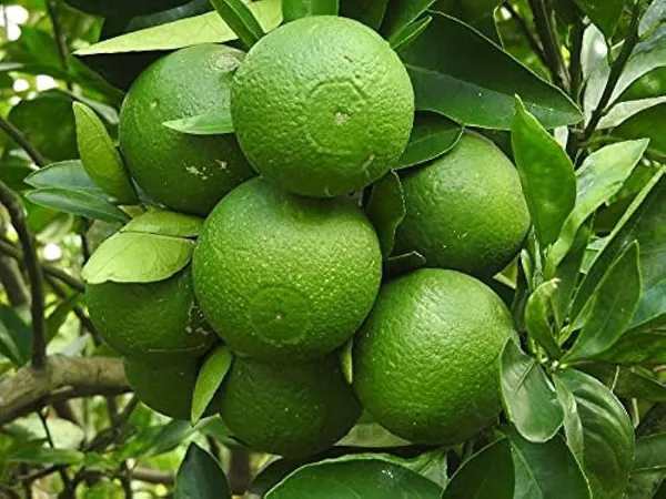 Hybrid_Bari_1_Malta_Orange_🍊🍊🍊_Grafting_Fruit_Plant_(Pack_Of-1_)