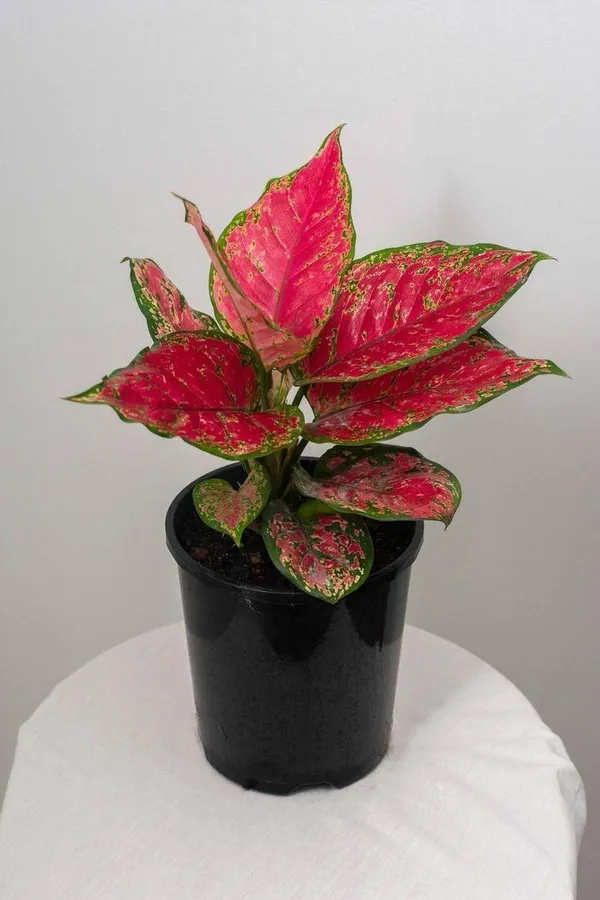 Aglonema_Red_Plant_(_Pack_Of-1_)