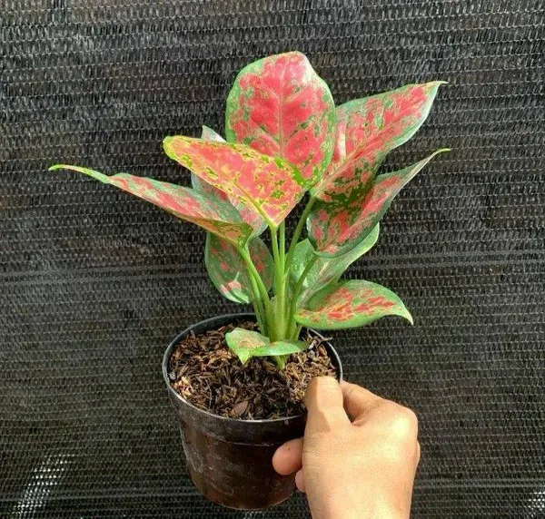 Aglonema_Red_Plant_(_Pack_Of-1_)