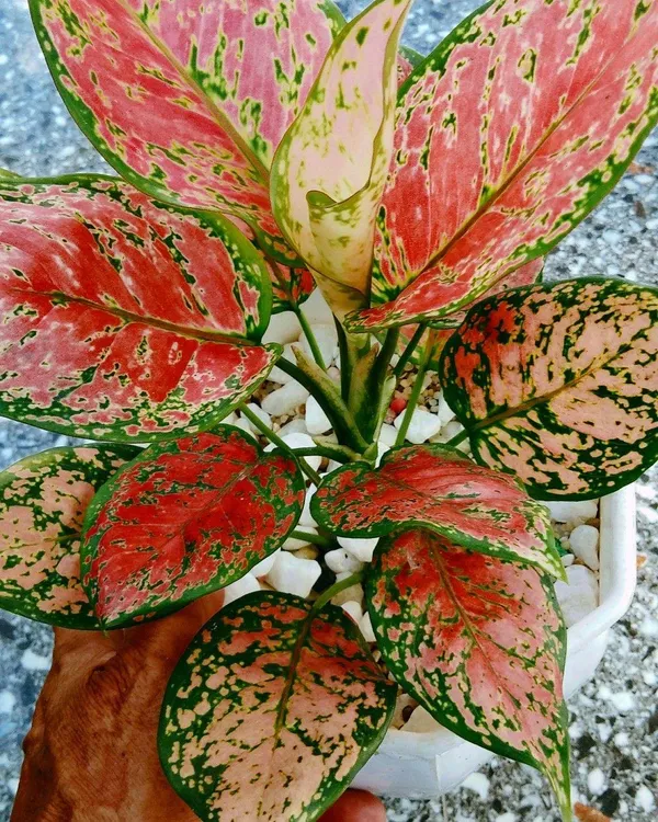 Aglonema_Red_Plant_(_Pack_Of-1_)