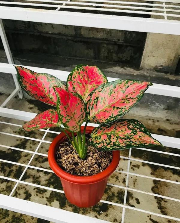 Aglonema_Red_Plant_(_Pack_Of-1_)