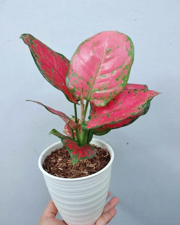Aglonema_Red_Plant_(_Pack_Of-1_)