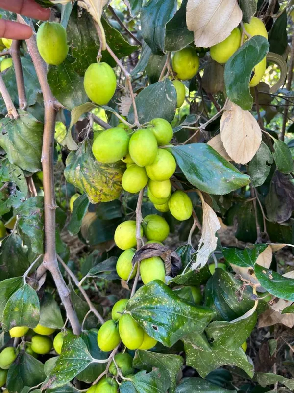 Hybrid_All_Time_Green_Apple_Ber_Jujubi_Grafting_Fruit_Plant_(Pack_Of-1)