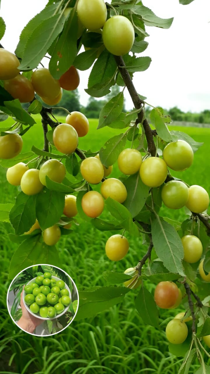 Hybrid_All_Time_Green_Apple_Ber_Jujubi_Grafting_Fruit_Plant_(Pack_Of-1)