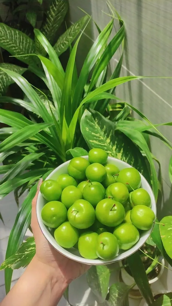 Hybrid_All_Time_Green_Apple_Ber_Jujubi_Grafting_Fruit_Plant_(Pack_Of-1)