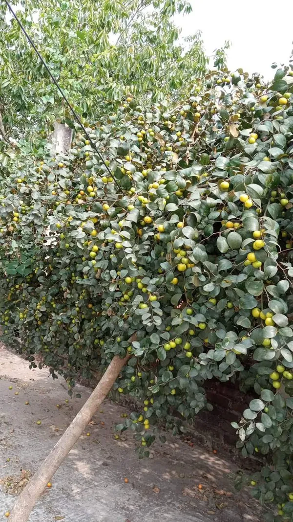 Hybrid_All_Time_Green_Apple_Ber_Jujubi_Grafting_Fruit_Plant_(Pack_Of-1)