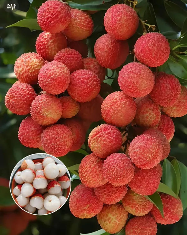 Hybrid_Bombai_Litchi_Grafting_Plant_(Pack_Of_1)