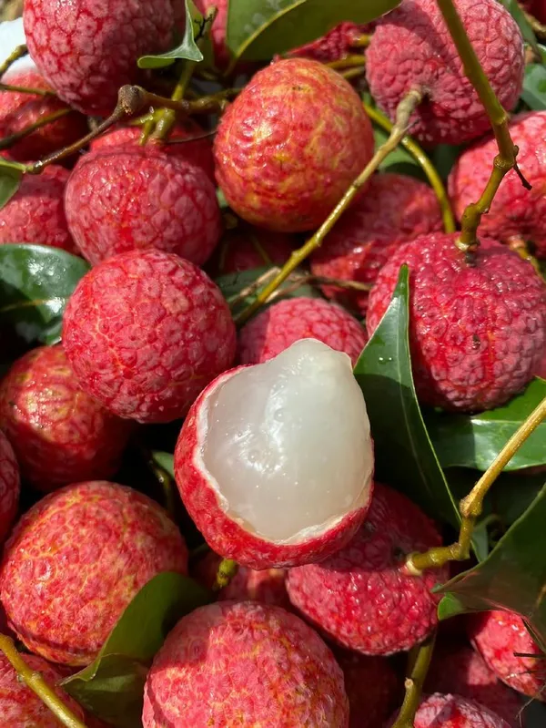 Hybrid_Bombai_Litchi_Grafting_Plant_(Pack_Of_1)