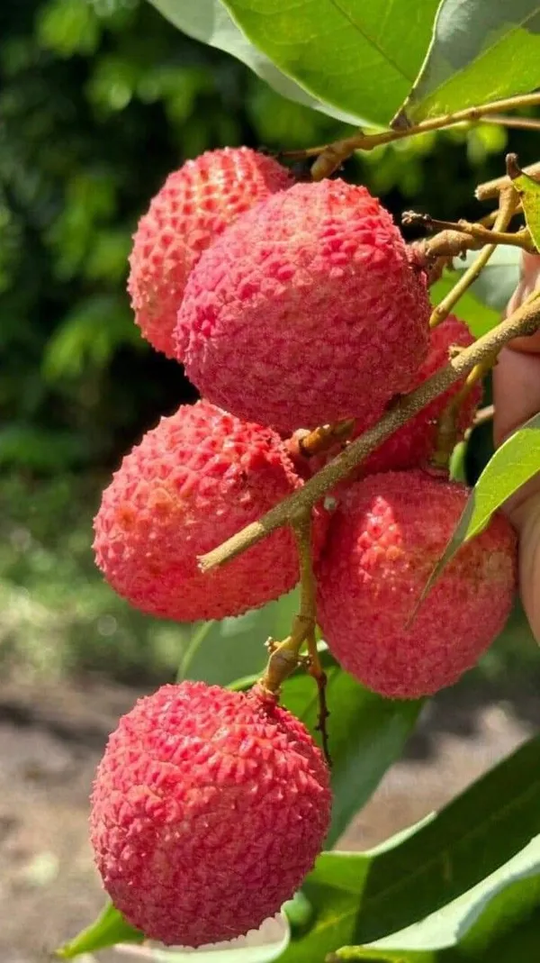 Hybrid_Bombai_Litchi_Grafting_Plant_(Pack_Of_1)