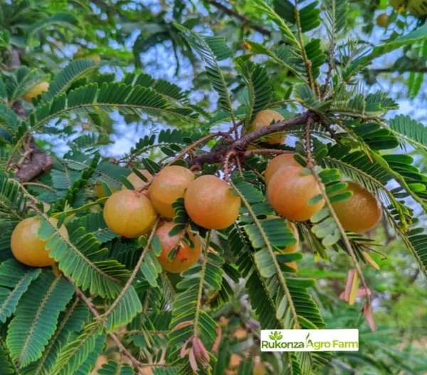 Hybrid_Red_Amla_Grafting_Fruit_Plant_(Pack_Of-1_)