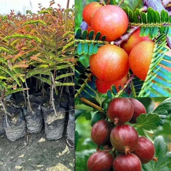 Hybrid_Red_Amla_Grafting_Fruit_Plant_(Pack_Of-1_)